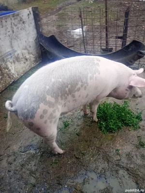 Porc mascul de vanzare - imagine 2