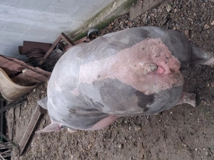 Vând scroafe de  taiat