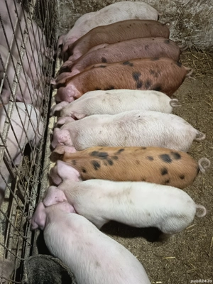 purcelusi de vanzare  - imagine 5