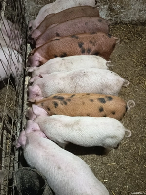 purcelusi de vanzare  - imagine 3