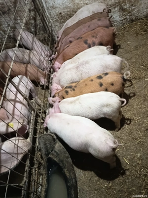 purcelusi de vanzare 