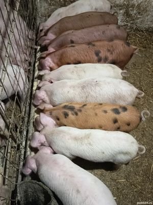 purcelusi de vanzare  - imagine 2