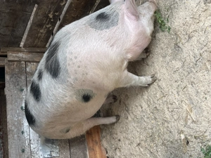 De vânzare 3 porci mari la 300 kg +  - imagine 2