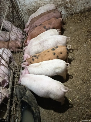 purcelusi de vanzare  - imagine 4