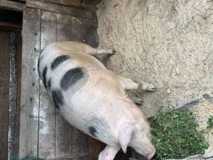 De vânzare 3 porci mari la 300 kg +  - imagine 5
