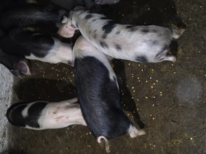 Vând grasunasi (șoldani)