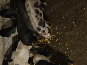 Vând grasunasi (șoldani) - imagine 2