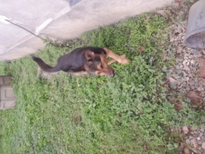 Vând Ciobanesc german în vârstă de 4 ani  - imagine 4