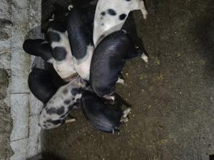 Vând grasunasi (șoldani) - imagine 3