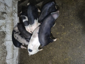 Vând grasunasi (șoldani) - imagine 5