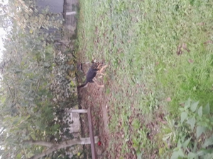 Vând Ciobanesc german în vârstă de 4 ani  - imagine 2