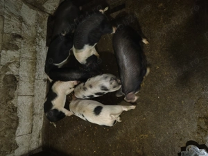 Vând grasunasi (șoldani) - imagine 4