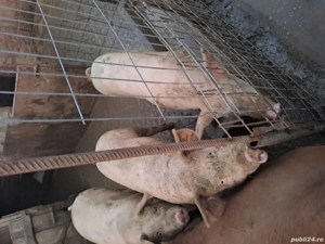 Porci de vanzare