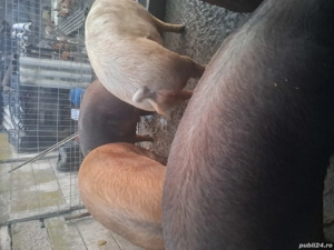 Porci de vanzare - imagine 5