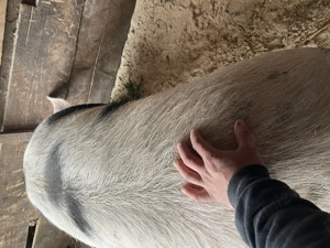 Vând 3 porci mari rasă de carne 300 kg + - imagine 3