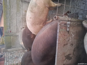 Porci de vanzare - imagine 2