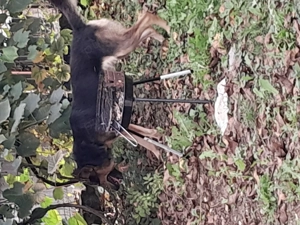 Vând Ciobanesc german în vârstă de 4 ani 