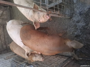 Porci de vanzare - imagine 3