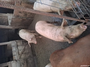Porci de vanzare - imagine 4