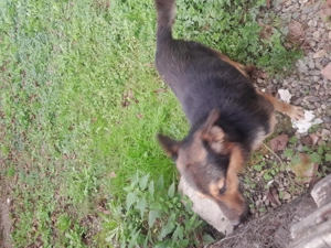 Vând Ciobanesc german în vârstă de 4 ani  - imagine 3