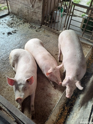 Porci de vanzare 