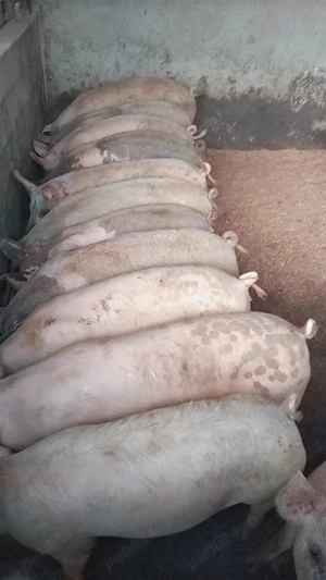   Vând PORCII DE TAIAT  80-130kg  