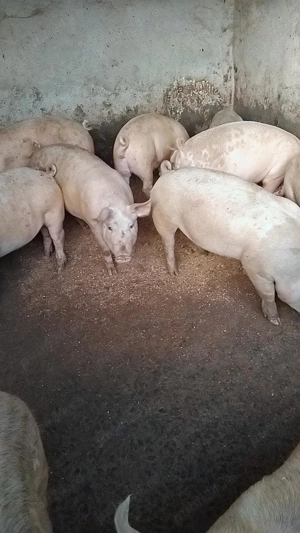   vând porcii de taiat  80-130kg  