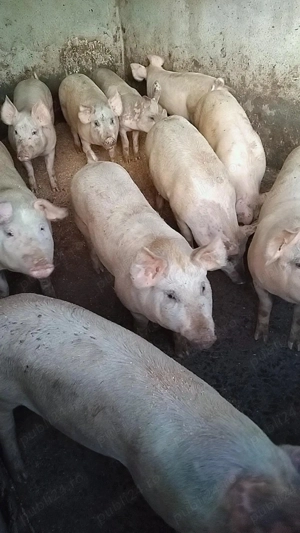   vând porcii de taiat  80-130kg   - imagine 4