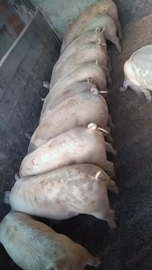   vând porcii de taiat  80-130kg   - imagine 3