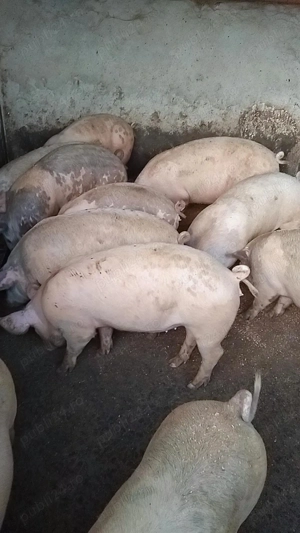   vând porcii de taiat  80-130kg   - imagine 5
