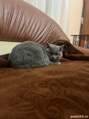Pisici british shorthair!!! - imagine 3