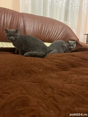 Pisici british shorthair!!! - imagine 5