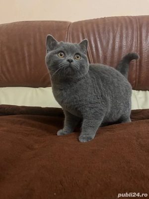 Pisici british shorthair!!! - imagine 2