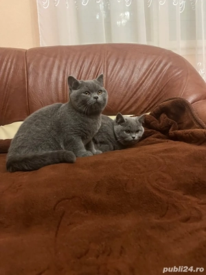 Pisici british shorthair!!! - imagine 4