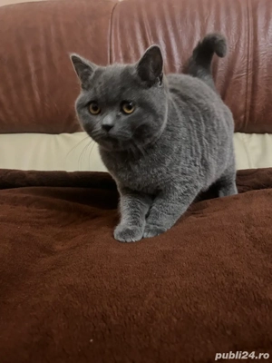 Pisici british shorthair!!!