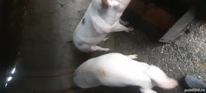 Porci de vânzare,pentru Crăciun! 