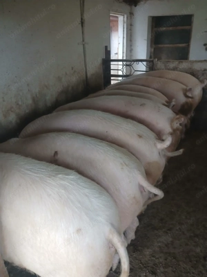 Vând porci grașii  - imagine 2