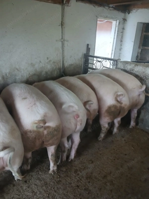 Vând porci grașii  - imagine 5