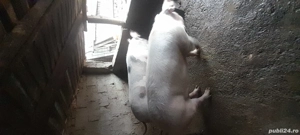 Porci de vânzare,pentru Crăciun! 