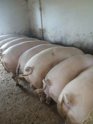 Vând porci grașii  - imagine 5