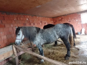 iapa sura de 5 ani o74  7597IO