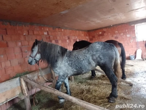 iapa sura de 5 ani o743  7597IO - imagine 3