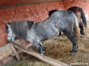 iapa sura de 5 ani o743  7597IO - imagine 5