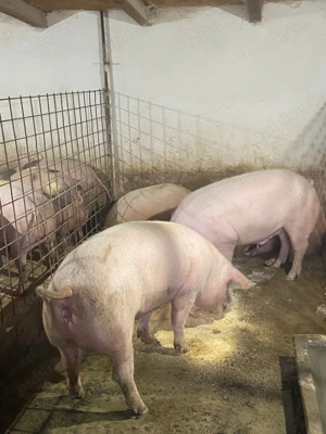 Vand porci grasi  - imagine 2