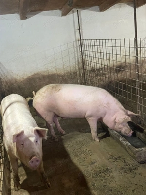 Vand porci grasi  - imagine 3