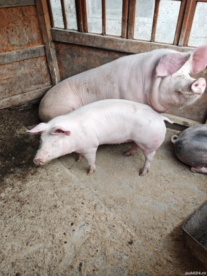 Porci pentru sacrificat - imagine 2