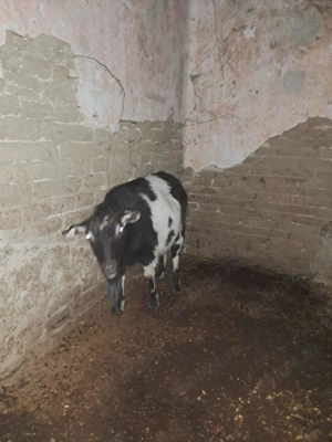 Capră tânără 2 ani - imagine 2