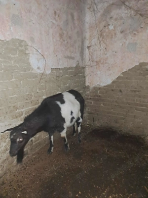 Capră tânără 2 ani - imagine 3