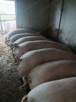 Vând porci grașii  - imagine 4