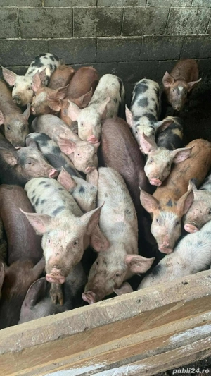 vand porci  - imagine 3